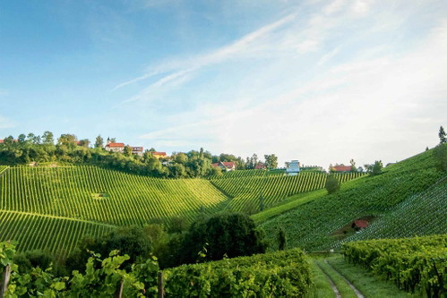 Die Ried Zieregg liegt an der slowenischen Grenze und ist eine nach Südwesten orientierte Steillage mit Muschelkalkböden. Hier entsteht einer der grossen Weissweine der Welt.