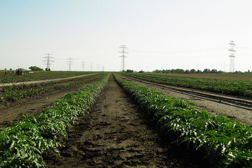 Das Artischocken-Feld vor den Toren Wiens.