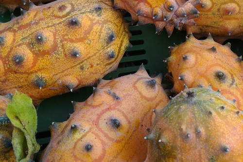 Der Biofeigenhof bietet zudem Kiwano, Stachelgurken, Artischocken oder Kaki.