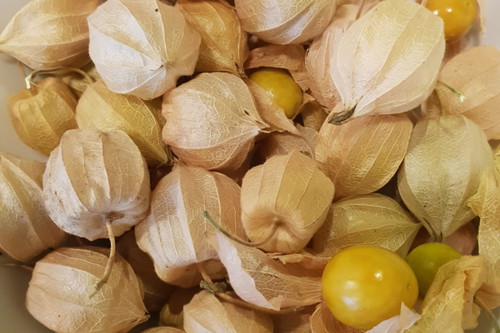 Auch Physalis gedeihen am Biofeigenhof.