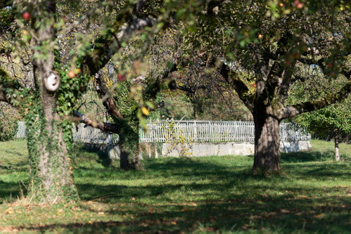 Alter aber intakter Obstgarten