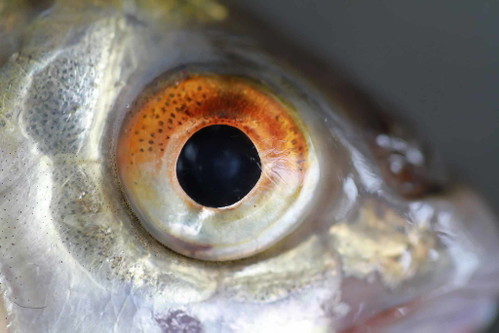Trübe Augen verraten alten Fisch.