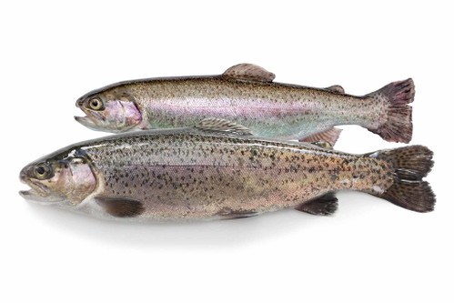 Heimischer Fisch ist immer die beste Option.