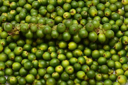 Grüner Pfeffer.