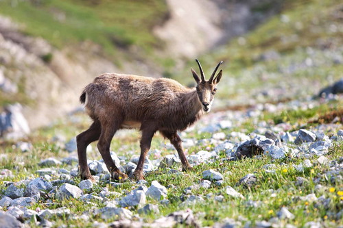 In den Naturparks des Waadtlandes daheim: Gämsen. Auch Hirsche, Wildschweine und Luchse sind hier zu finden.