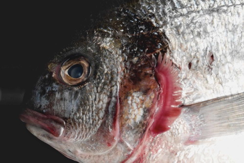Beim Fischkauf sollte auf die Farbe der Kiemen geachtet werden.