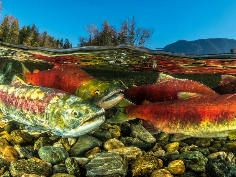 Die charakteristische Farbe des Sockeye kommt von der Ernährung: Krill und kleine Krebse färben die Haut rot.