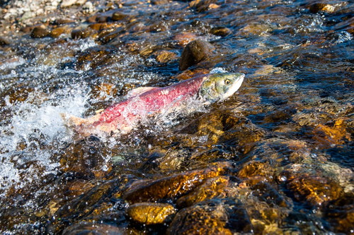 Von Hokkaido bis Kalifornien: Sockeye, eine der fünf pazifischen Lachsarten, kommt in vielen Ecken der Welt vor und steht oft unter Schutz.