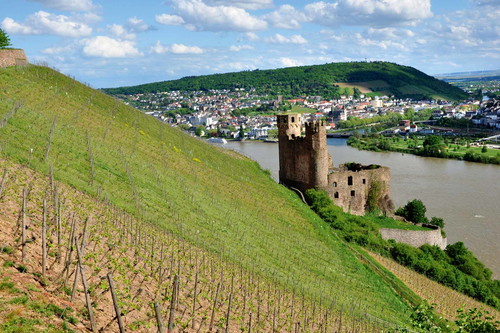 Ebenso Platz 1: Das zum Bistum Limburg gehörige Weingut verfügt über beste Lagen in Rüdesheim und Assmannshausen.
