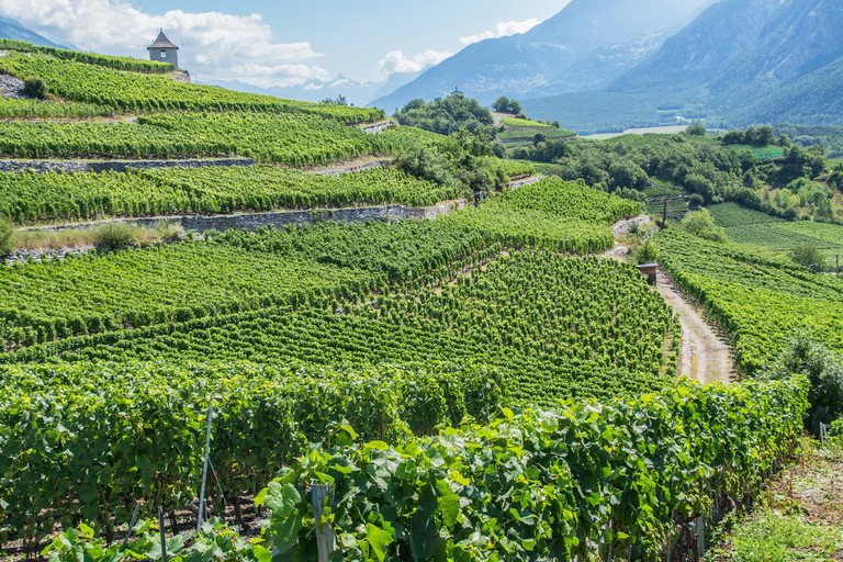 Weinberg in der Nähe von Visp im Wallis. 