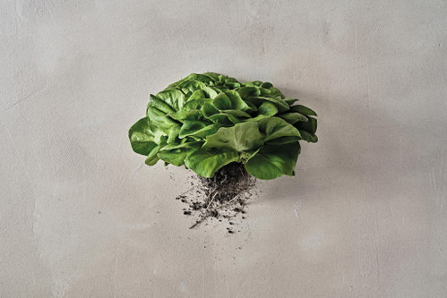 Im «Verve by Sven» wird nach dem Leitsatz «leaf-to-root» gekocht. 