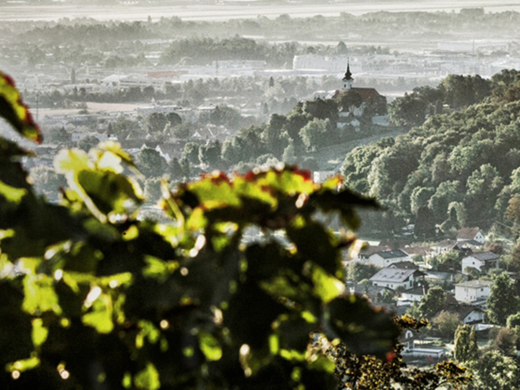 Der Blick vom Weingarten am Kehlberg in das Grazer Feld.