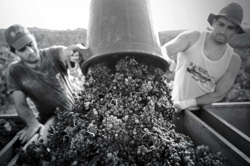 Anpacken ist hier Pflicht: Seit 1944 baut das portugiesische Gefängnis Alcoentre Wein im Nordosten von Lissabon an.