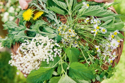 Hollerblüten, Löwenzahn, Brennnesseln oder junge Tannentriebe sind wunderbar für den Wermut-Ansatz im Frühling geeignet.
