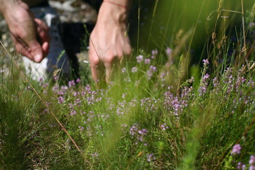 Barkeeper und Köche sammeln Kräuter und Blumen und setzen ihren eigenen Wermut an – mit spektakulär guten Ergebnissen.