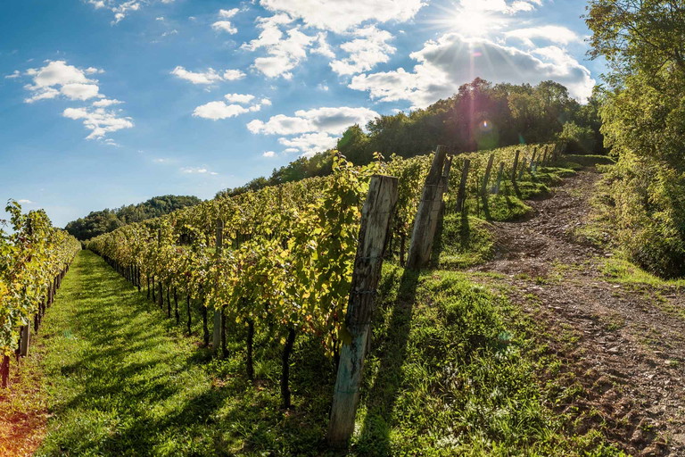 Dunkelfarbige Weine mit ausgeprägten Fruchtnoten: Pignolo ist eine Entdeckung in den Colli Orientali.