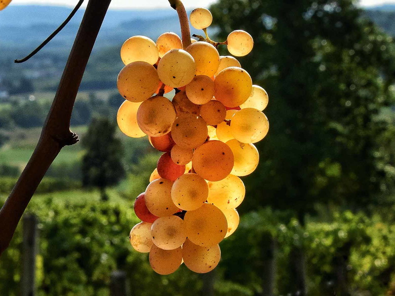 Jedem Gebiet sein eigener Wein. Es gilt, die Sorten- und Variantenvielfalt des Friaul zu entdecken.
