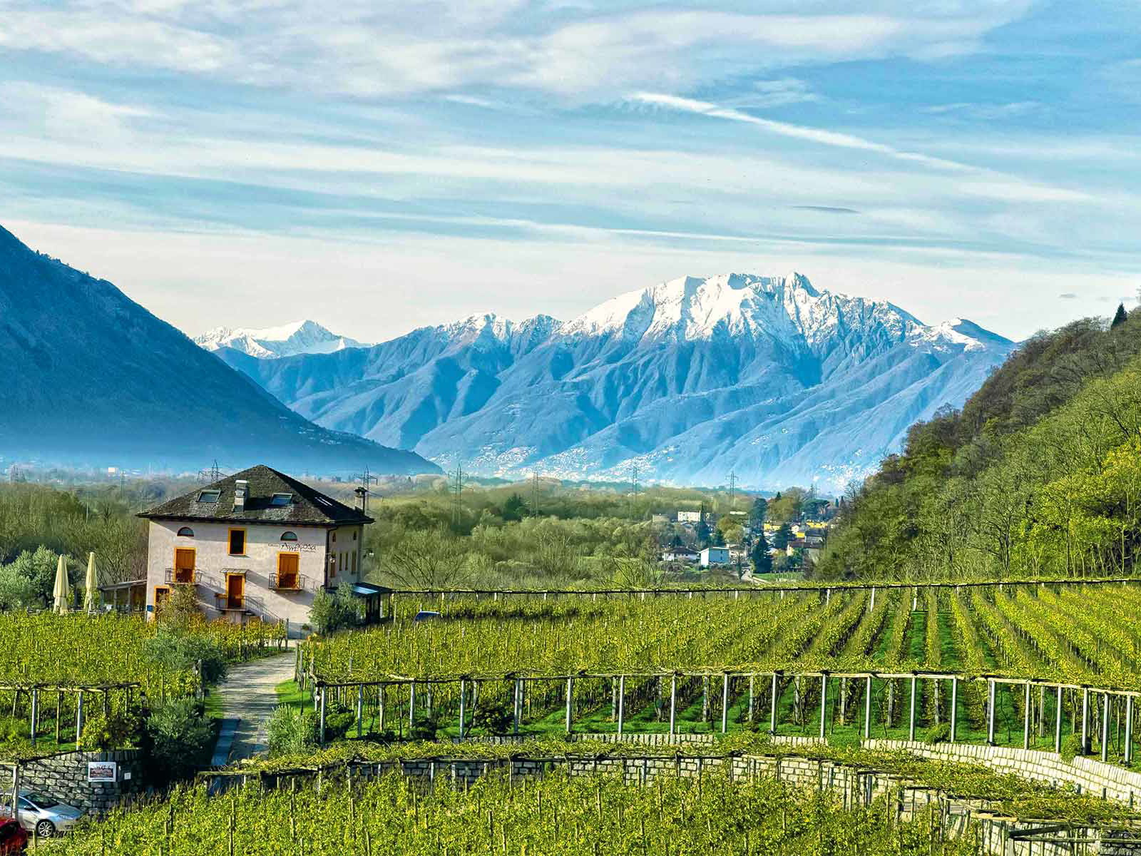 Merlot gedeiht im Tessin besonders gut und macht in seiner Höchstform Gewächsen aus dem Bordeaux Konkurrenz.