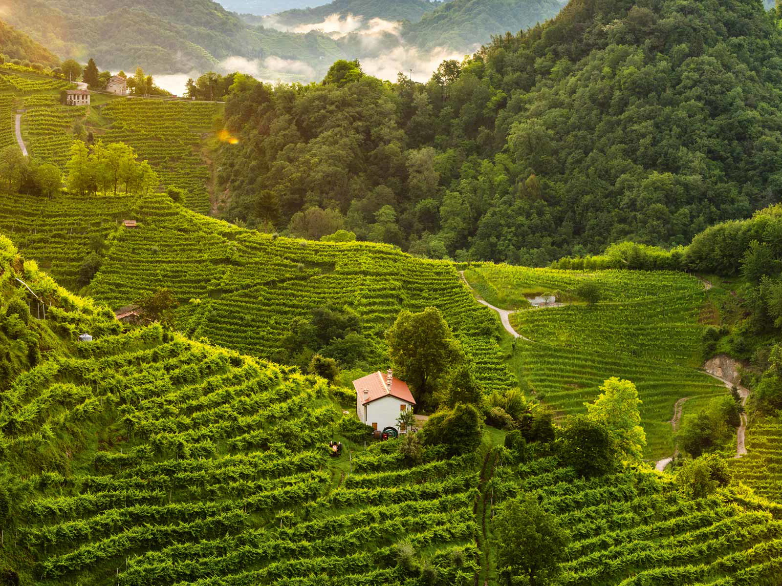 Steile Lagen: Von hier kommen die Trauben für den Prosecco Superiore DOCG.