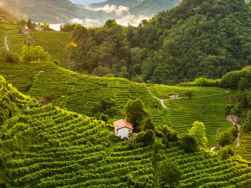 Steile Lagen: Von hier kommen die Trauben für den Prosecco Superiore DOCG.