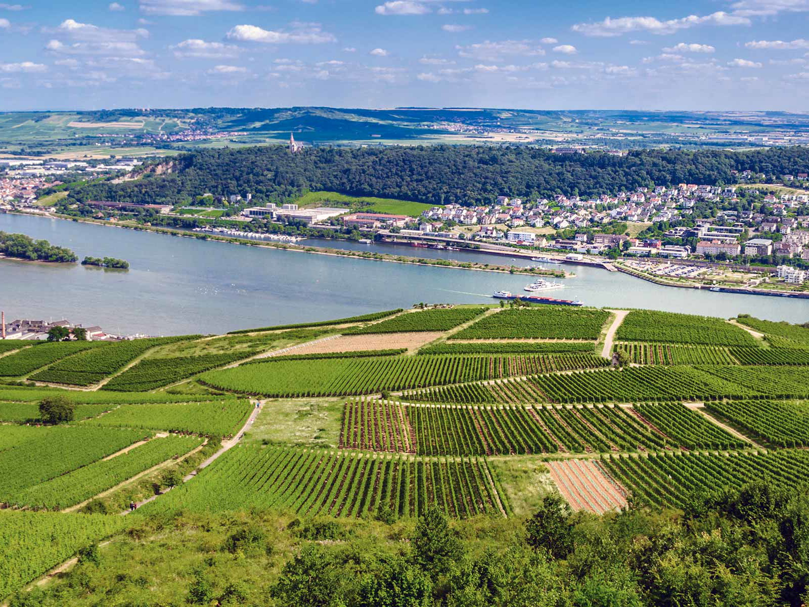 Im Rheingau (hier: Rüdesheim) genießen die am Fluss ­liegenden Weinberge Südlage.