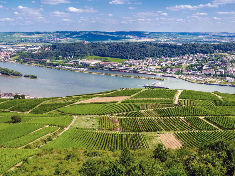 Im Rheingau (hier: Rüdesheim) genießen die am Fluss ­liegenden Weinberge Südlage.