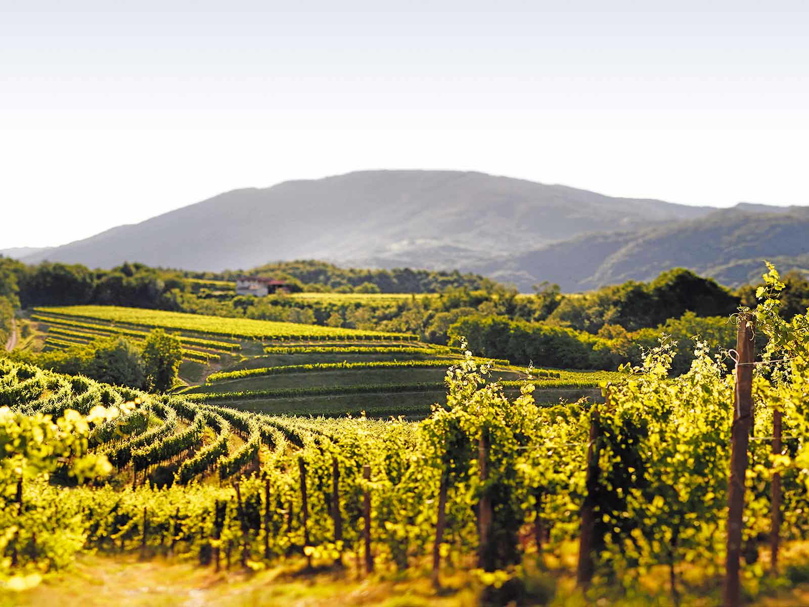 Unkonventioneller Zugang zu ursprünglichem Wein: Grenzüberschreitungen sind alltäglich im Karst zwischen Italien und Slowenien.