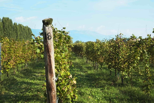 Merlot ist seit über 150 Jahren in Nordostitalien heimisch. Einer der besten Vertreter ist Brando Brandolinis Vistorta.