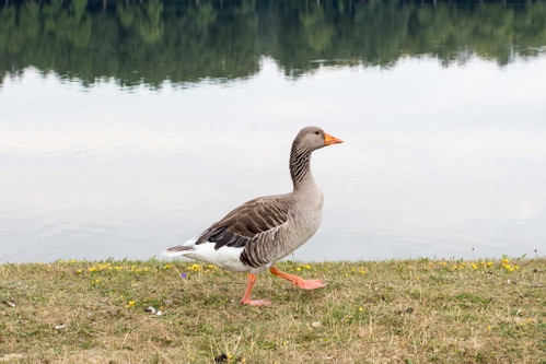 Graugänse findet man im Schlosspark.