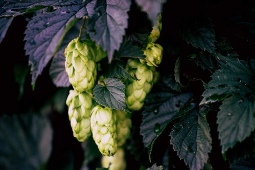 Aromahopfen