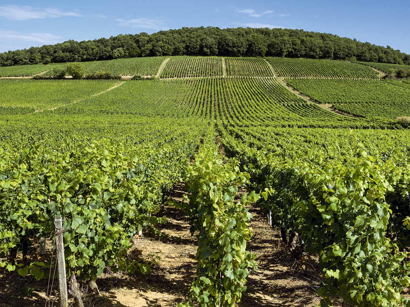 Der Chardonnay wurde erst 1991 in Deutschland zugelassen. Jetzt kommen die damals gepflanzten Reben in ein interessantes Alter.