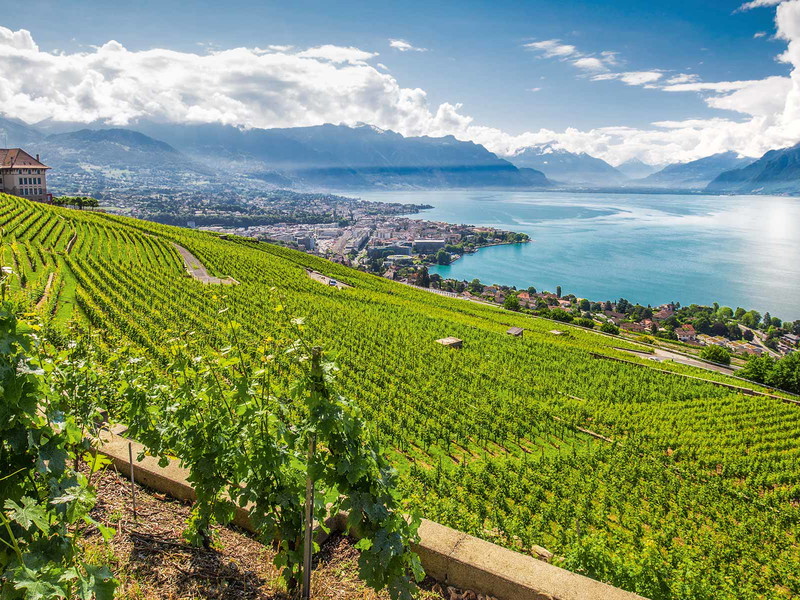 Blick auf den Genfersee, eines der legendären Terroirs für die Sorte Chasselas in der Schweiz. 