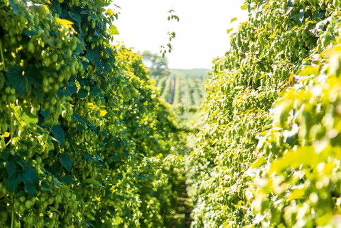 Fruchtig ganz ohne Frucht: Das Hoppebräu reift vier Monate in Sherryfässern.