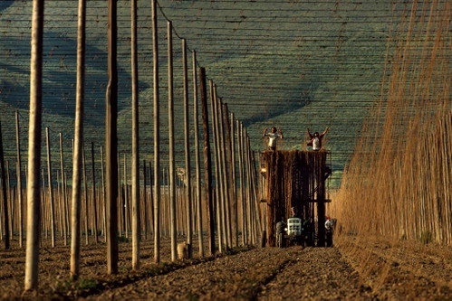 Die Hopfensorte Cascade wächst im ­Wüstenklima des Yakima-Tals. Ihre Entwicklung läutete in den 1970er-Jahren den Trend zu mehr Aroma im Bier ein.