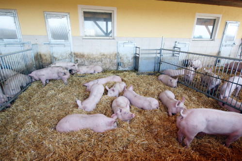 Dem Zeitgeist entsprechend ernährt sich der Mensch wesentlich bewusster, möchte wissen, woher das Fleisch kommt, ob das Tier zuvor mit Respekt behandelt wurde und bei der Schlachtung nicht leiden musste. 