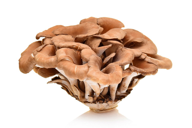 Der asiatische Klapperschwamm oder Maitake schmeckt mit Gemüsegröstl und Eierspeise. 
