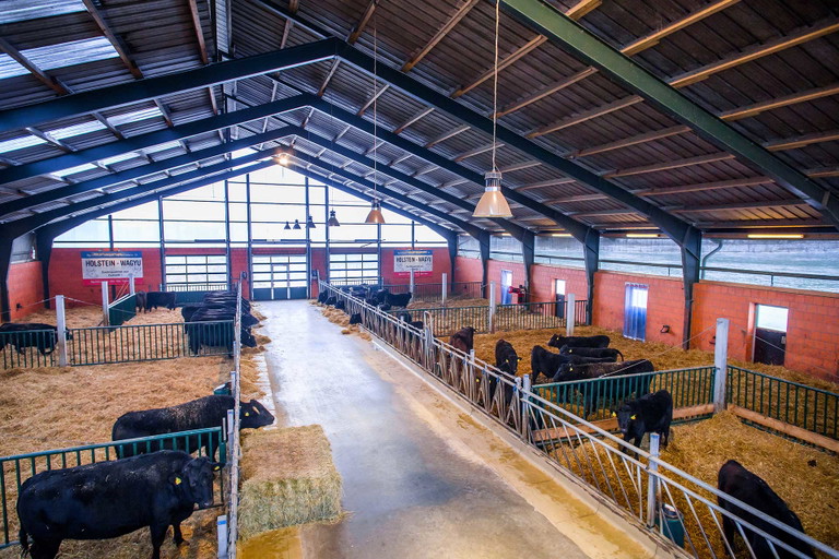 Wagyu-Rinder aus Deutschland: der Stall von Rüdiger Marquardt.
