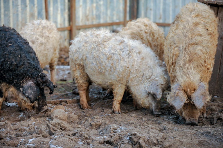 Mangalica-Schweine