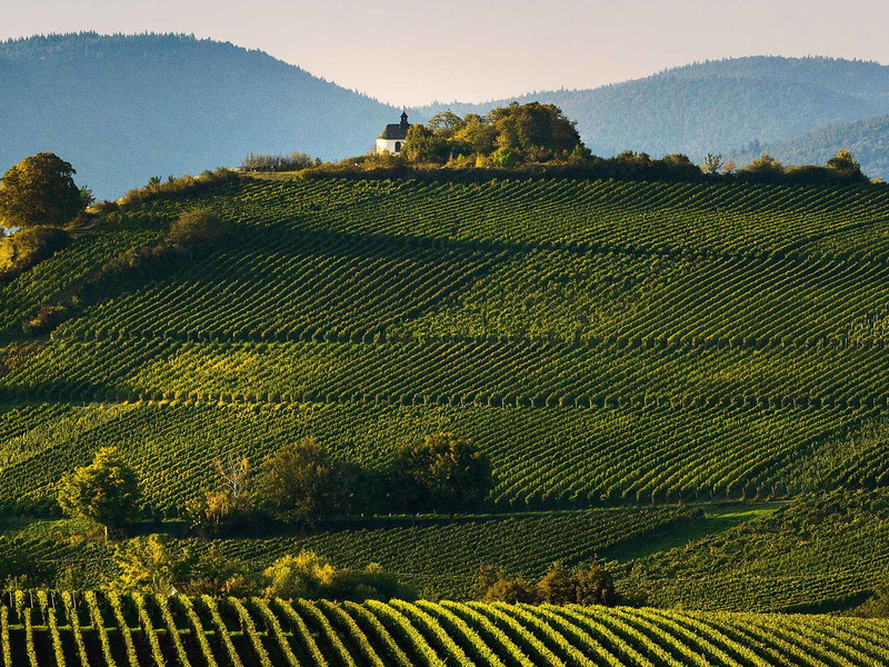 Auf halbem Weg zwischen Rhein und Pfälzer Wald: die Kleine Kalmit bei Ilbesheim – ein Kalkmassiv, an dessen Südhängen sich der Weißburgunder ausgesprochen wohlfühlt.