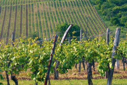 Weinberge bei Schweigen. 