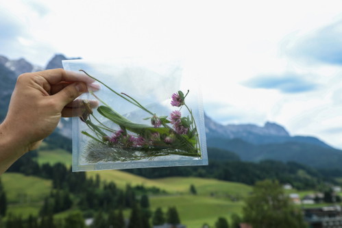 Aus den gesammelten Wildpflanzen entstehen später individuelle Cocktail-Kreationen.