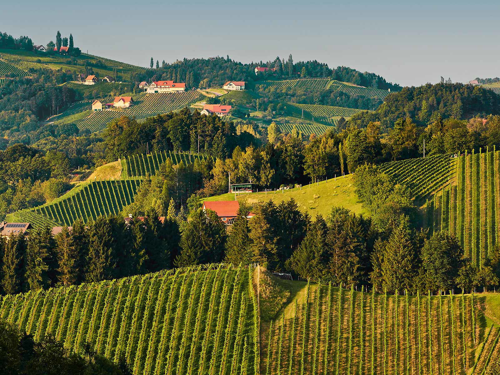 In der malerischen Südsteiermark freut man sich mit 2018 über einen weiteren tollen Jahrgang mit zahllosen Spitzenweinen.