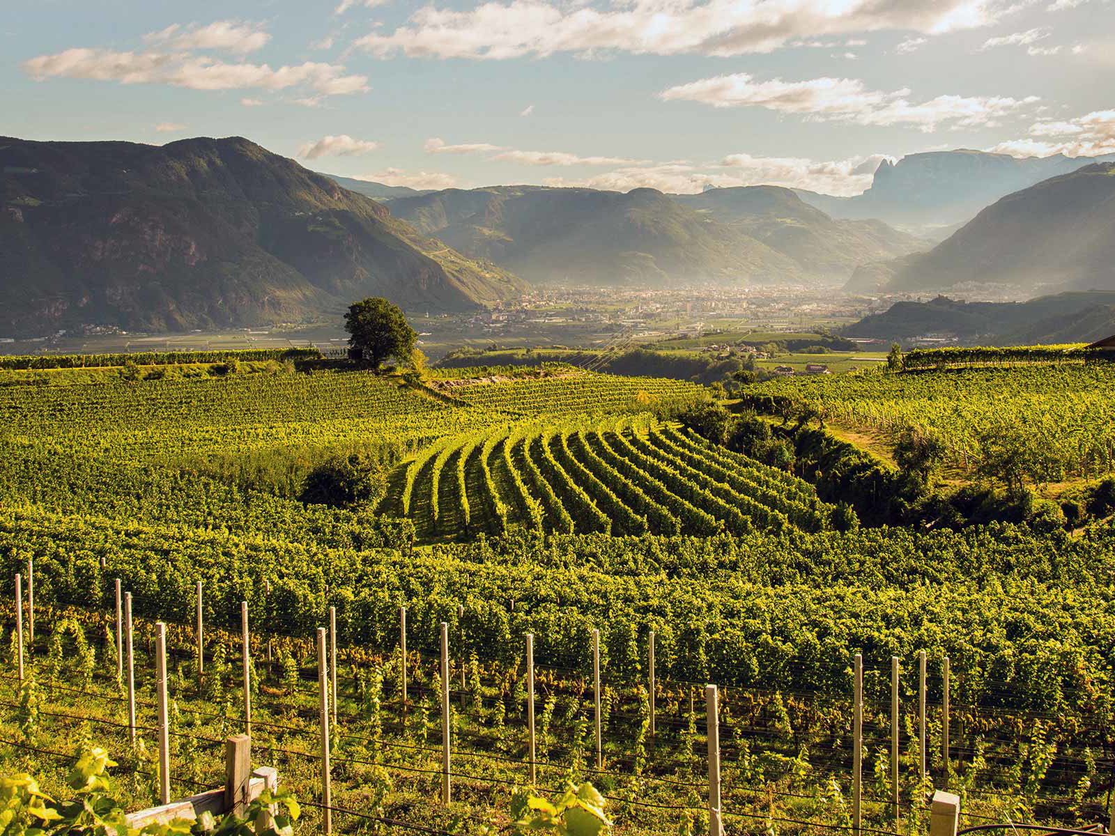 Optimale Bedingungen: In der Südtiroler Gemeinde Eppan wird seit über 2000 Jahren Wein angebaut.