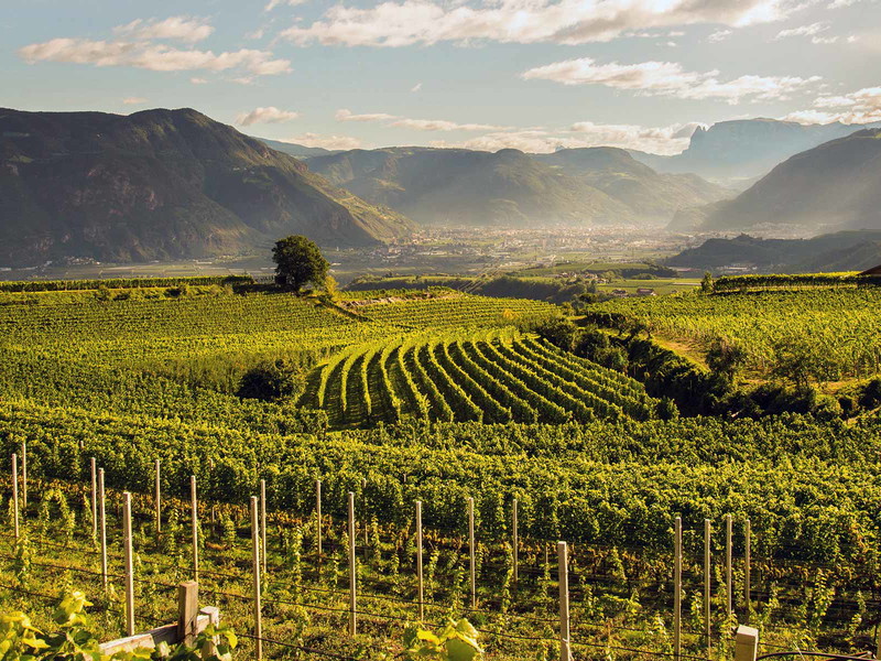 Optimale Bedingungen: In der Südtiroler Gemeinde Eppan wird seit über 2000 Jahren Wein angebaut.