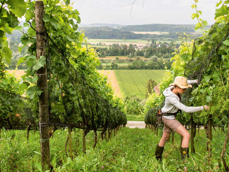 Der Thurgau scheint dem Sauvignon Blanc perfekte Bedingungen zu bieten. Gleich zwei der Top-Weine unserer Sauvignon Blanc Trophy kommen von hier.