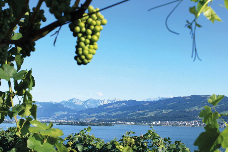 Die R3 Räuschlingreben geniessen die besten Lagen am Zürichsee.