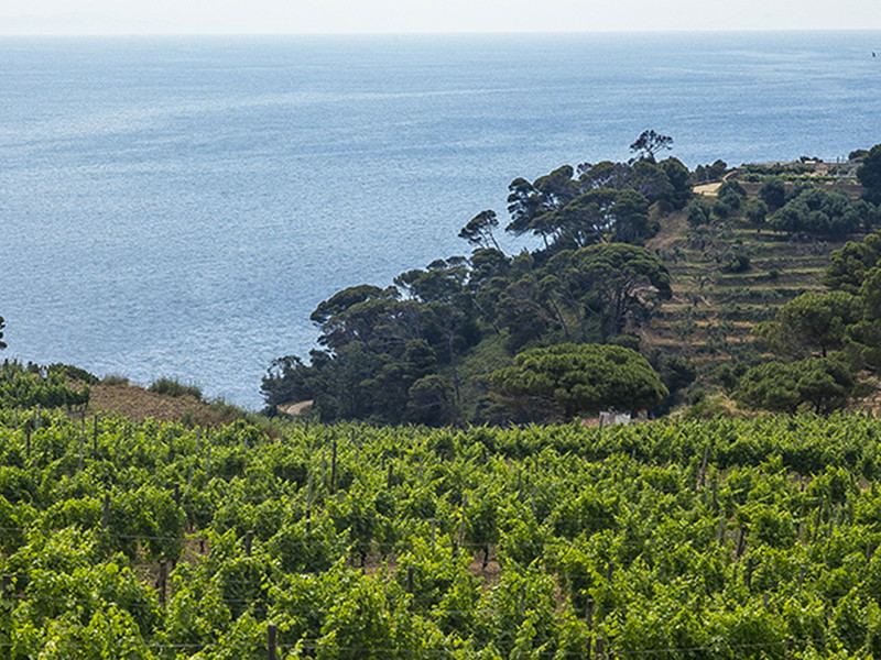 Unter Aufsicht der Önologen von Frescobaldi haben die Häftlinge 1,3 Hektar der Insel zur Produktion von Reben zurückverwandelt.
