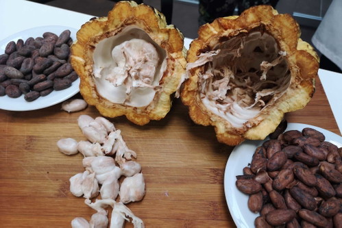 Die frischen Früchte konnten auch verkostet werden und erinnern im Geschmack ein wenig an Mango.