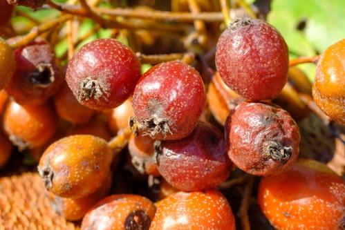 Die vollreife Frucht der Elsbeere.