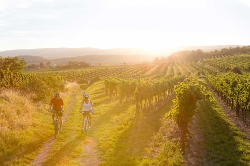 Verschiedene Radrouten sorgen für besondere Wein-Erlebnisse. 